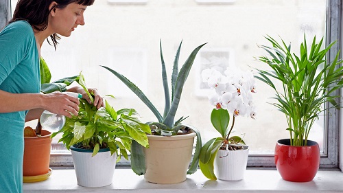 بهترین گیاهان آپارتمانی برای کاهش گرد و خاک
